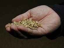 ожносолодовый виски